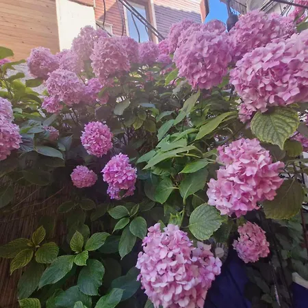 Mihalkat Old Town Гостевой дом