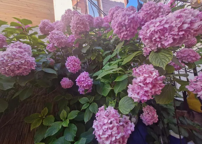 Mihalkat Old Town Penzion